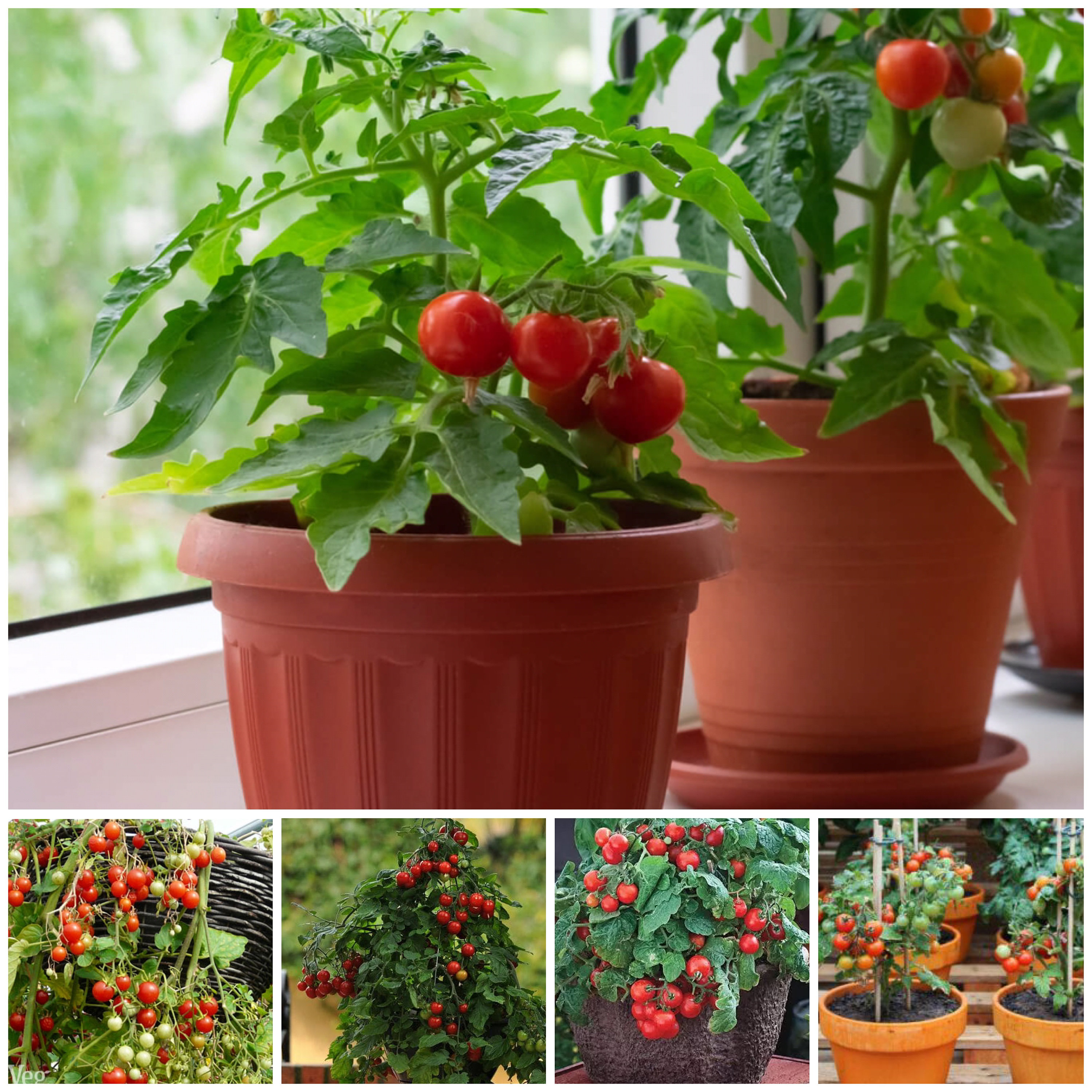 10+ COMPACT CONTAINER Cherry Tomato Seeds - PATIO Tomatoes / Tiny ...