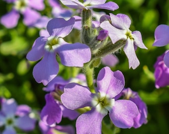 Night Scented Evening Stock Seeds - Matthiola Bicornis / Intensely Sweet Nighttime Scent