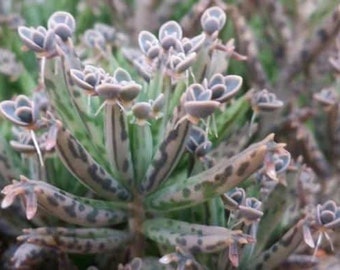 Mother of Millions Pups - Mother of Millions Chandelier Succulent in the same family as Mother of Thousands - Succulent  Plantlet Pups