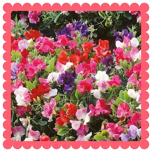 スイートピーの花の種 - 甘い香りの切り花または窓用バスケット / ビジューミックスカラー / ブッシュスタイルのハンギングバスケットスイートピー