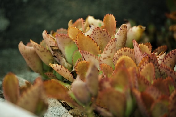 Aazon.co: 15 Seillas KALANCHOE DAIGREONTIANA Rara Adre De Il Sobrero Exicano Planta - Foto 10