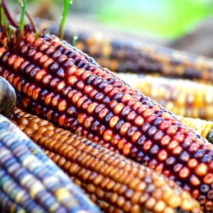 May include: Close-up of colourful corn cobs. The kernels display a variety of colours, including deep purple, orange, and yellow. The husks are not visible, and the focus is on the textured surface of the kernels. The image suggests a harvest or agricultural theme.