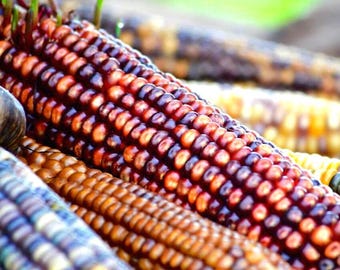 グラスジェム チェロキー インディアン コーン 20 粒パック 世界で最も