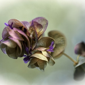 May include: A cluster of dried flowers with purple and brown petals. The flowers are arranged in a delicate, natural design.