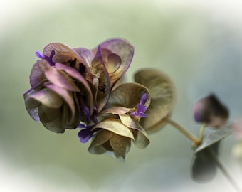 Semillas de orégano ornamental - Origanum Kirigami / Mejorana silvestre / Mejorana inglesa / Mejorana de huerto y maceta / Semillas de orégano Kirigami de invierno