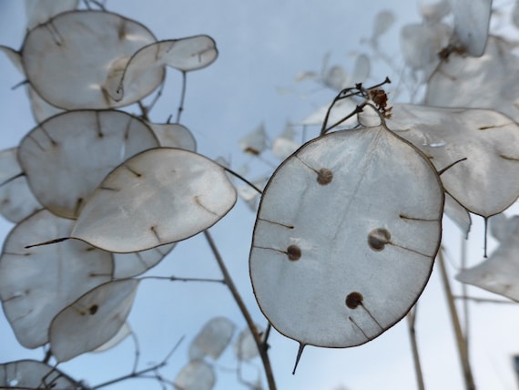 Rediva Lunaria Rediviva Seeds