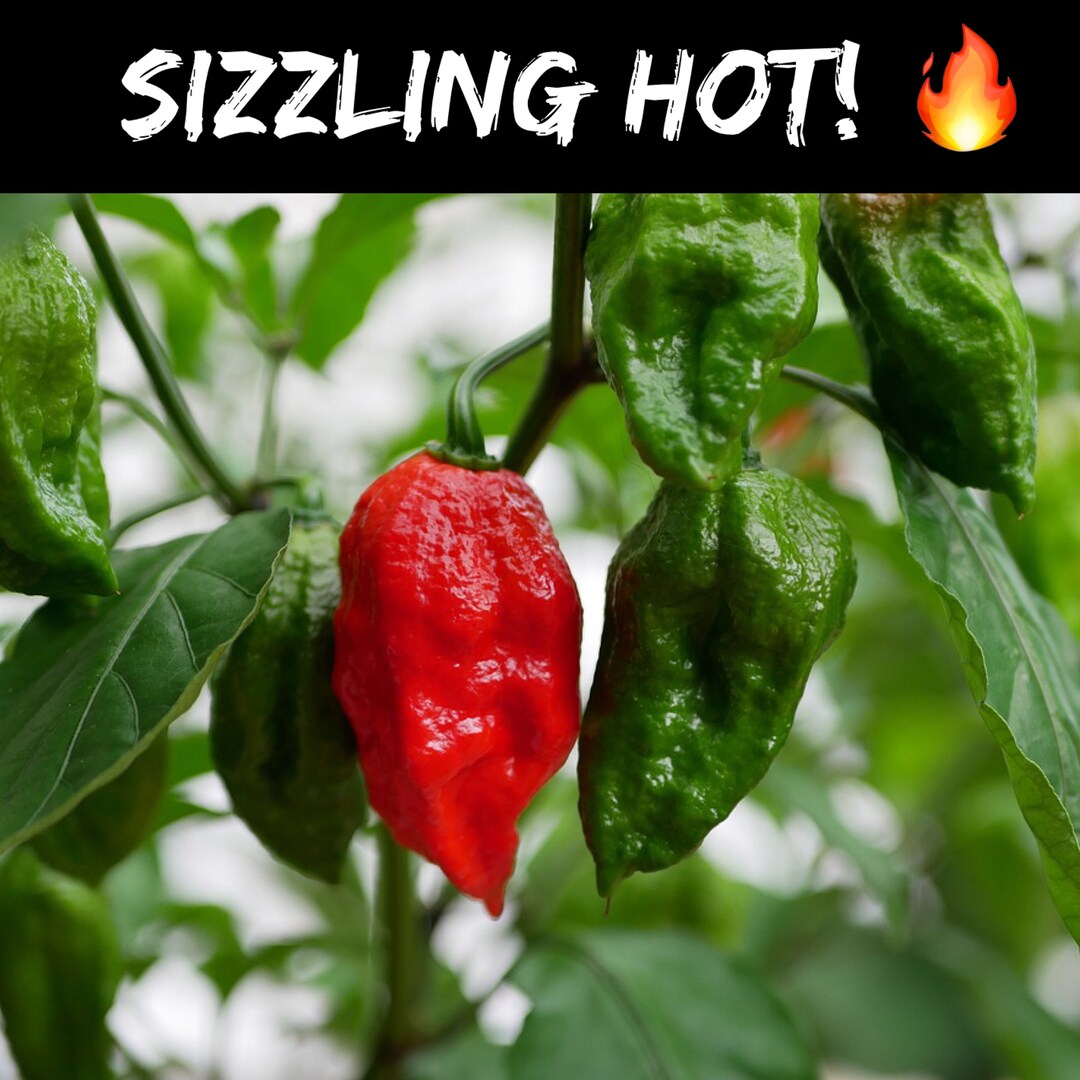 HOT GHOST PEPPER Seeds - Bhut Jolokia / Sizzling Hot / One of the ...
