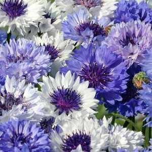 Könnte beinhalten: Ein Strauß blauer und weißer Kornblumen mit violetten Zentren. Die Blumen sind in einer Gruppe angeordnet, einige Blumen sind scharf, andere unscharf.