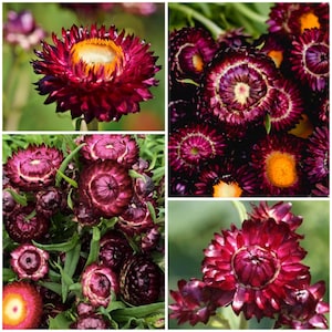 May include: A collage of close-up images of strawflowers. The flowers have deep burgundy petals with yellow and orange centers. Some images show the flowers in full bloom, while others show them in a cluster with green stems and leaves.