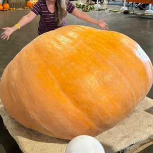 Heirloom Atlantic Giant King of All Giant Pumpkins / Huge Pumpkins - 6 Pumpkin Seeds