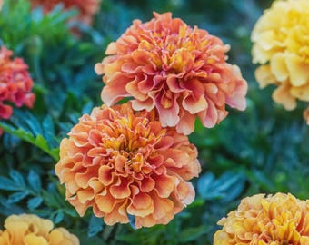 Más de 25 semillas de caléndula rubia fresa - Tagetes patula / Caléndulas francesas / Ramos / Macetas / Flores que cambian de color / Comestibles /