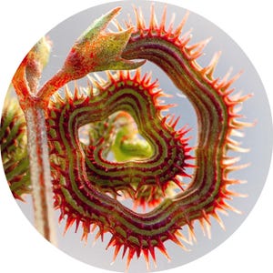 May include: A close-up of a green and red plant with sharp, spiky leaves that are curled into a spiral shape.