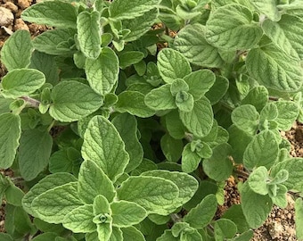 Plus de 50 graines d'origan ZAATAR - Origanum syriacum / hysope biblique / origan syrien / herbe en récipient / herbe du Moyen-Orient / herbe vivace /