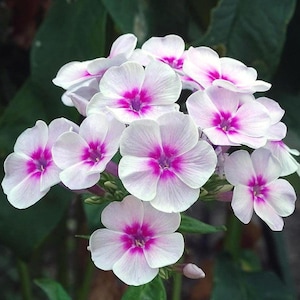 Plus de 40 graines de fleurs PHLOX BLUSHING BRIDE - Jardin de fleurs fraîchement coupées - Bouquets de mariage - Drummondii Grandflora - Fleur de bordure odorante
