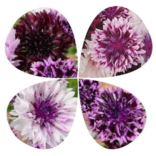 Purple Magic Bachelor Button Seeds - Double Frosted Purple Cornflower Mix / Shades of Purple Flower Garden - Non Gmo Flower Seed