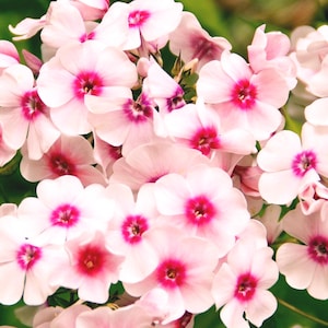 50+ PHLOX FLOWER SEEDS - Annual Phlox / Drummond Phlox / Pride of Texas / Texas Pride / Nectar source attracts Butterflies Phlox Flower Seed