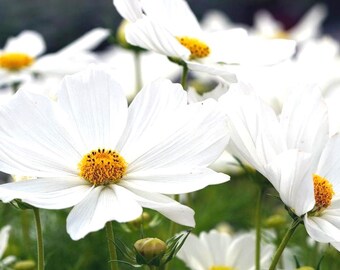 50+ White Sensation COSMO Flower Seeds - Heirloom Cosmos Clear White Sonata / Ideaal voor verse bruidsboeketten - GRATIS VERZENDING
