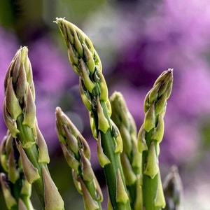 Puede incluir: Primer plano de espárragos frescos con tallos verdes y puntas teñidas de púrpura. Los espárragos están enfocados contra un fondo borroso púrpura y verde, lo que sugiere un entorno de jardín. La imagen resalta la textura y el color naturales de las verduras.