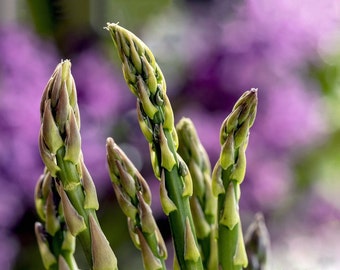 HEIRLOOM ASPARAGUS Seeds - PERENNIAL Mary Washington Asparagus Excellent for Freezing and Canning Food / Asparagus Roots in One Year - Seeds