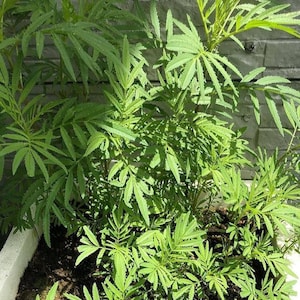 以下が含まれることがあります： 鮮やかな緑の葉が茂るマリーゴールドのクローズアップ。葉は細かく分かれており、密で質感のある外観を作り出しています。植物は、暗い土が入った白い容器に入っており、灰色のレンガの壁を背景にしています。