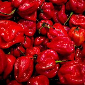 Heirloom Hot Habanero Pepper / EXTREME HEAT PEPPER / Scoville Units 150,000-325,000 - 25 Seeds