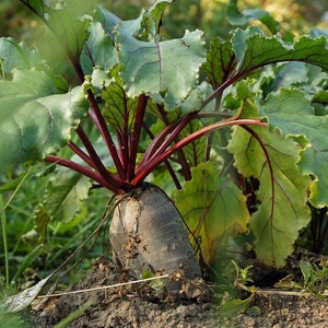 以下が含まれることがあります： 庭で育つ、赤色の茎と緑色の葉を持つ、大きな濃い灰色のビーツ