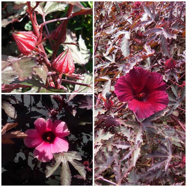 Hibiscus Mahogany Splendor Seeds - RED LEAF HIBISCUS / False Roselle / African Rose Mellow / Feuillage dans des arrangements de fleurs coupées et bouquet