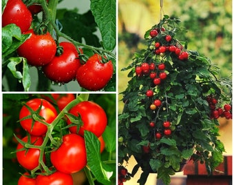 Semillas de tomate TINY TIM: tomates cherry en arbusto enano determinado. Ideales para macetas colgantes, patios y balcones.