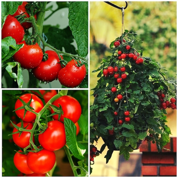 TINY TIM TOMATO Seeds - Cherry Tomatoes on Dwarf Determinate Bush / Ideal for Hanging Basket / Container Pots / Patio and Balcony Gardens