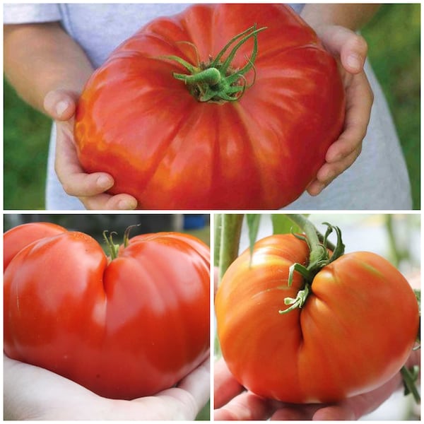 RIESIGE Tomaten SIZILIANISCHE UNTERTASSE Tomatensamen - Solanum lycopersicum l Italienische Heirloom-Tomaten für Sauce l Non Gmo Huge Heirloom Tomatensamen