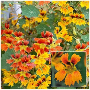 フェニックス ナスタチウム ファイアリー フラワー シード - Tropaeolum majus / 希少なインディアン クレス / ガーデン ツル クライミング タイプ - 非 GMO 伝統花のシード