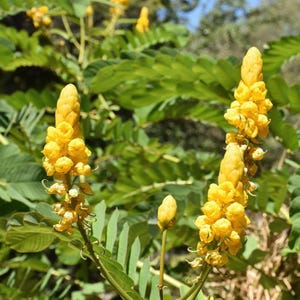 Könnte beinhalten: Nahaufnahme von leuchtend gelben Blüten in voller Blüte, die sich an hohen Stielen befinden. Die Blüten haben ein einzigartiges, strukturiertes Aussehen, vor dem Hintergrund von üppigem, grünem Laub. Das Bild fängt die natürliche Schönheit der Pflanze ein.