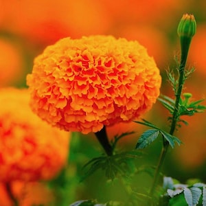 80+ semi di KEES ORANGE MARIGOLD - Tagetes erecta / Tagete africano / Contenitore / Fiori arancioni / Fiori recisi / Adatto agli impollinatori