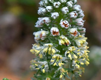 Más de 50 semillas de MIGNONETTE CON AROMA DULCE - Mignonette de jardín l Mignonette egipcia l Reseda dulce l Rúcula egipcia - Aceites esenciales Natures Gift