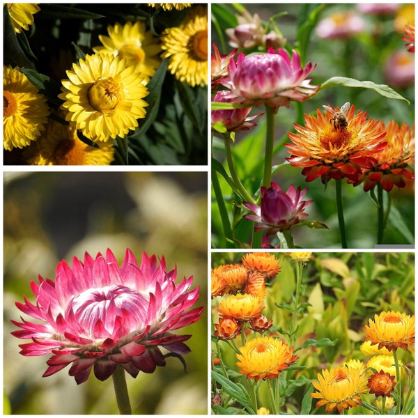 STRAWFLOWER Seeds - Xerochrysum Bracteatum /  Golden EVERLASTING Flower Seeds / Diy Dried Flowers / Giy Dried Flower Arrangement - Seeds