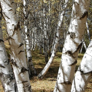 Semi di betulla bianca - Albero ornamentale / Foresta di betulle / Betulla da carta / Betulla americana / Betulla da canoa / Nativa del Nord America