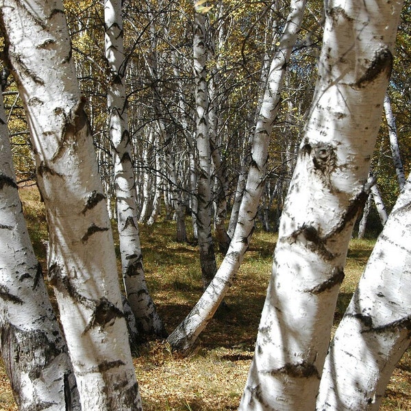 White Birch Tree Seeds - Sierboom / Birch Tree Forest / Paper Birch / American Birch / Canoe Birch / Native Northern North America