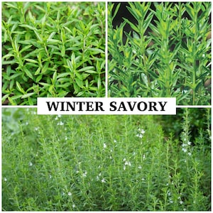 Semi di santoreggia invernale perenne - Erba aromatica di montagna antica o santoreggia spagnola / Ottima per l'orto culinario / Estratti di oli essenziali - Semi