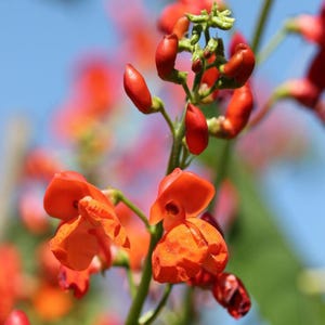 Könnte beinhalten: Nahaufnahme von leuchtend orangefarbenen und roten Blüten mit einem Hintergrund aus sanften Rosa- und Blautönen. Die Blüten stehen in voller Blüte und zeigen ihre komplizierten Details und Texturen. Das Bild fängt die Schönheit der Natur ein und hebt die leuchtenden Farben und zarten Blütenblätter hervor.