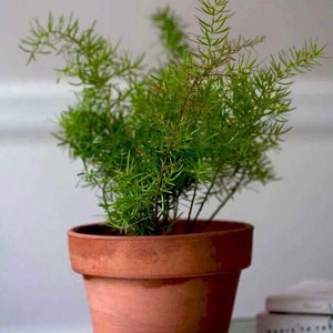 Asparagus Fern Seeds - Emerald Feather Fern l Cat’s Tail Fern l Asparagus Sprengeri l A. Densiflorus - Free Shipping on All Seeds