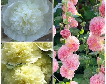 PERENNIAL DOUBLE HOLLYHOCK Seeds - Apple blossom / Rose / White / Red / Yellow and Salmon Chaters Double Hollyhocks - 25+ Hollyhock Seeds