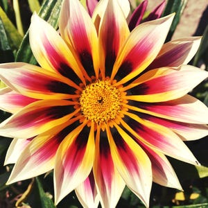 GAZANIA FLOWER SEEDS - Treasure Flower / Popular African Daisy / Gazania Rigens Flowers / Easy to Grow / Drought Tolerant Flower Seeds