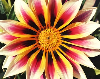 GAZANIA BLUMENSAMEN - Schatzblume / Beliebtes Afrikanisches Gänseblümchen / Gazania Rigens Blumen / Einfach zu züchten / Trockenheit resistente Blumensamen