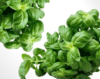 Sweet Basil Herb Plant Seeds - Ocimum basilicum / Genovese Basil / Great Basil / Herbs and Spices with Health Benefits - Fresh Basil Seeds