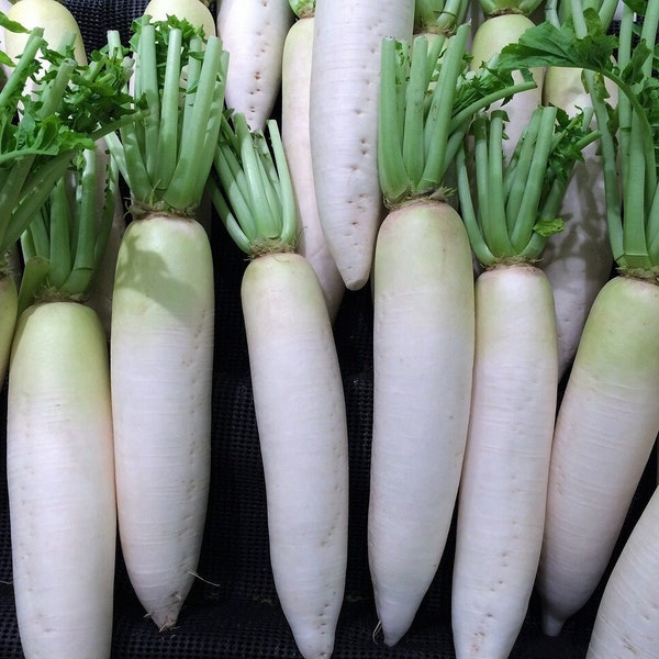 Graines de radis Daikon - Graines de radis oriental à grosses racines / Graines de Mooli / AMÉLIORATION DU SOL NATUREL - Graines de radis blanc