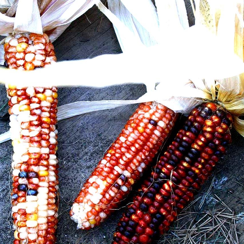 24+ ORNAMENTAL CORN SEEDS - Rainbow Indian Corn , Flint Corn