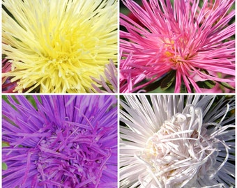 Aster Nova Flower Seeds - China Aster SEEDS l Fresh Cut Flower Bouquet l Large Spider Type Aster l Pin Needle Peddles - Flower Garden Seeds