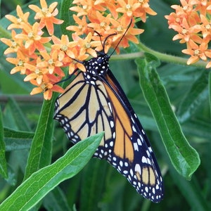 May include: A monarch butterfly with black, orange and white wings is perched on a cluster of orange butterfly weed flowers.