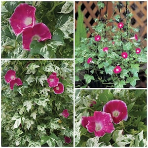 May include: A close-up of a pink and white morning glory flower growing on a vine with variegated leaves. The flower is in full bloom and has a delicate, trumpet-shaped blossom. The leaves are green with white variegation.