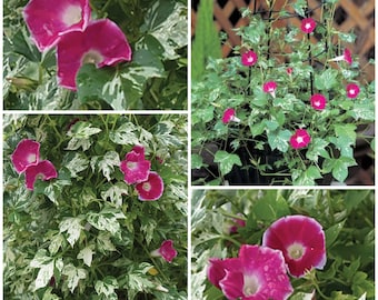 Semillas de flores de GLORIA DE LA MAÑANA VARIADA - Variedad blanca en hojas con flores celestiales de color rosa fucsia / Follaje variegado en enredadera/trepadora